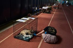 Wildfire near Athens leaves rescuers scrambling to reunite hundreds of animals