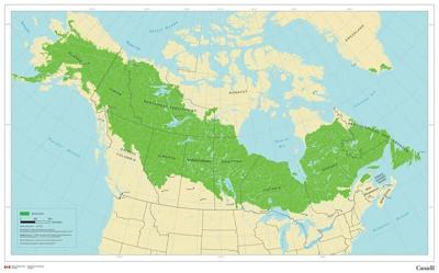 Great Boreal Forest