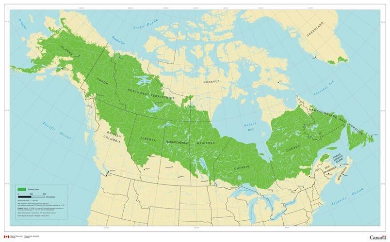 Great Boreal Forest