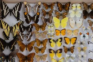 Nevada scientist among those logging ‘lost’ species as fewer endangered species are listed