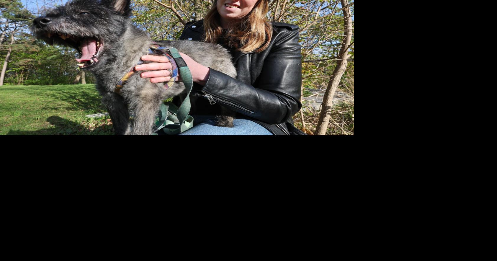 Toronto exes are sharing the dog after a breakup. Inside the rise of 'pet-nups'