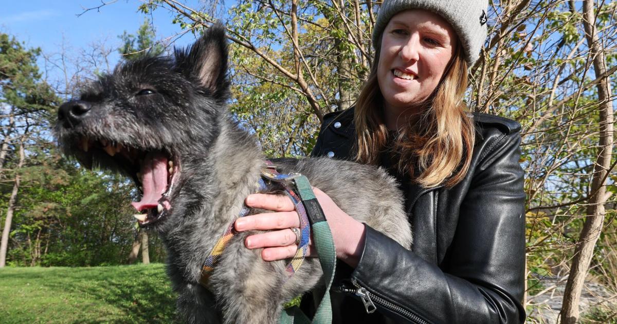 Would you share custody of your dog post-breakup? Meet the Torontonians ...
