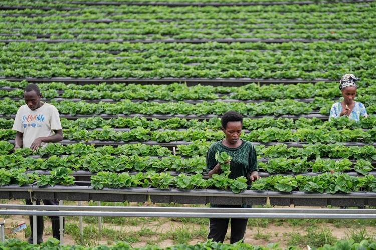 Farms In Rwanda Rwanda tries to protect farmland in Africa's most densely populated nation