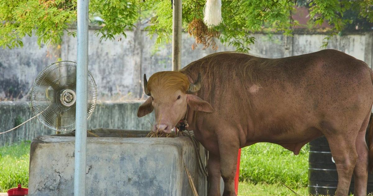 Albino Buffalo Nicknamed 'Donald Trump' Draws Crowds