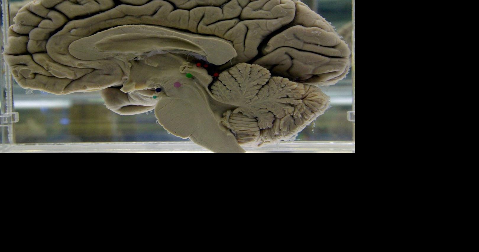 Challenging your brain helps keep it healthy. Here's how to do it