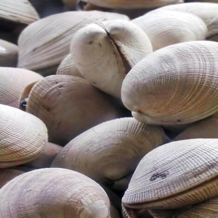 Freshwater clams in shell shock