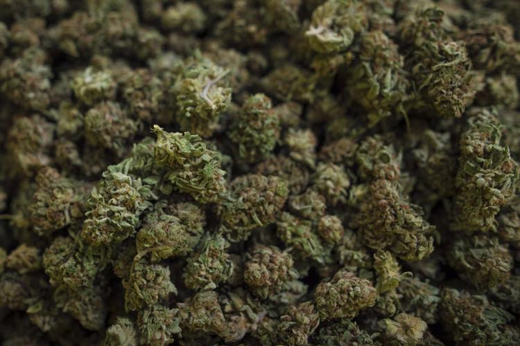 cannabis main.JPG