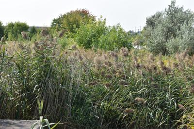 Invasive phragmites in Aurora