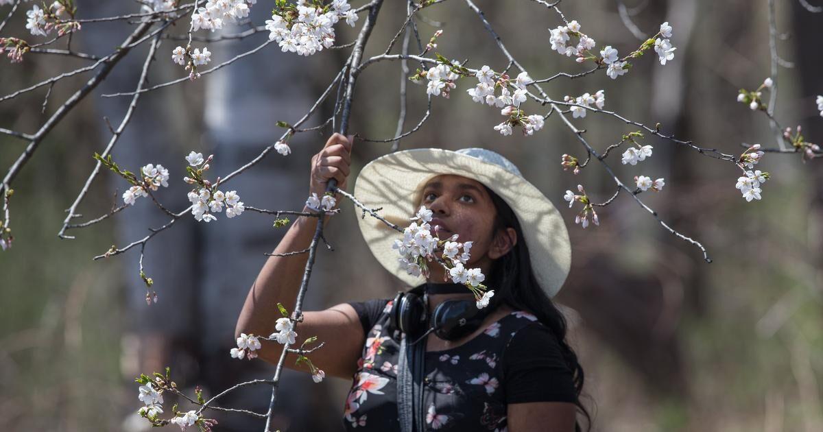 High Park cherry blossoms expected to be in full bloom early this week