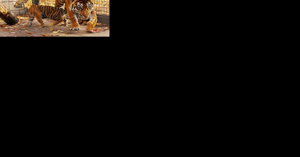 Toronto Zoo tiger mauled to death by mate