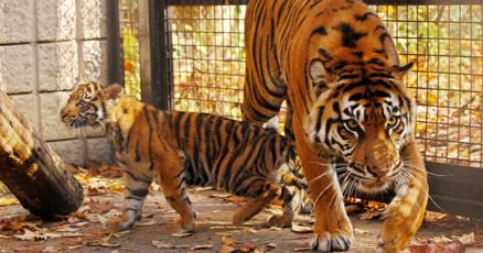 Toronto Zoo tiger mauled to death by mate