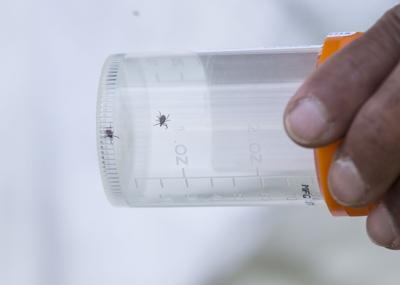 black legged ticks.JPG
