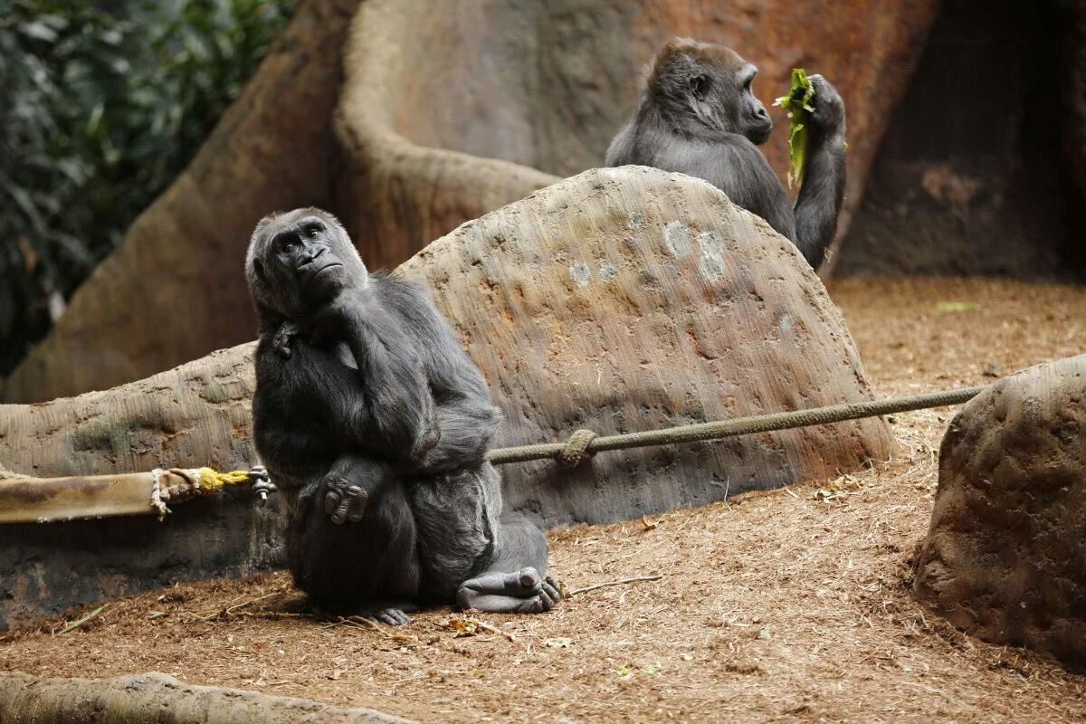 In zoo strike, both sides dig in, shutting out thousands of visitors