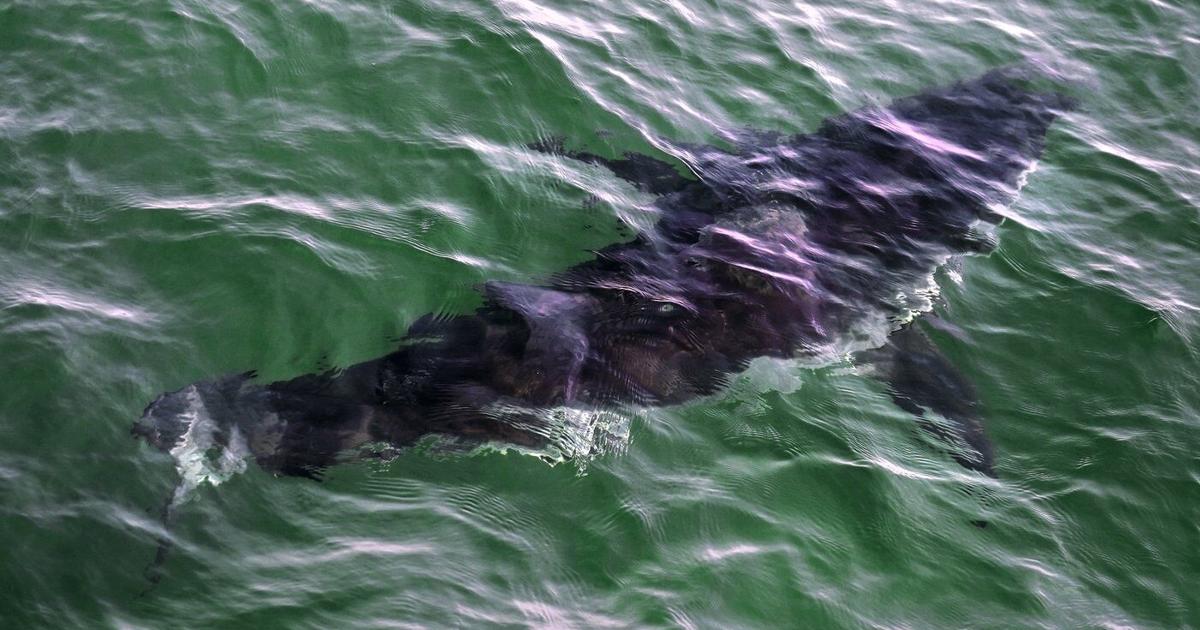Quebec diving company details how diver was bitten by great white shark - Toronto Star