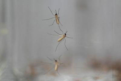 B.C. Health officials set up mosquito traps in the Sea to Sky region for study