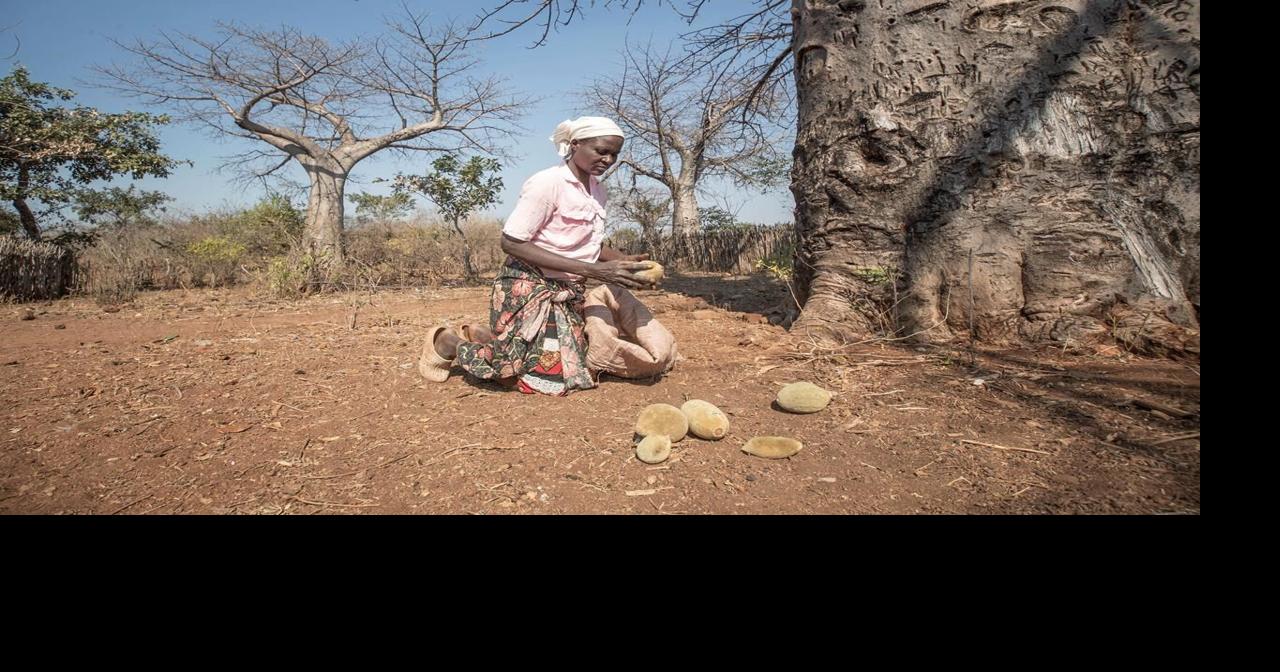 An ancient African tree is providing a new 'superfood' but local ...
