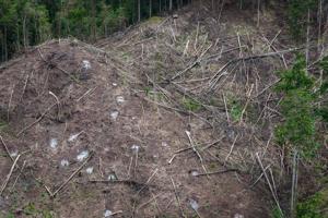 Japan’s biomass energy boom threatens further deforestation in Indonesia