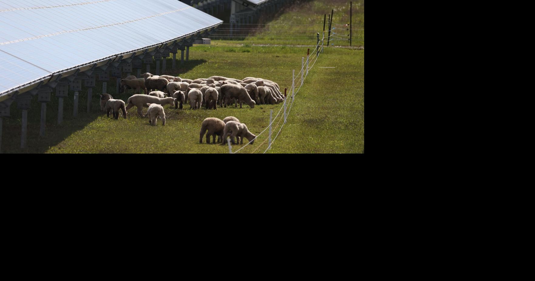For years, farming communities opposed renewables. These sheep are changing people's minds