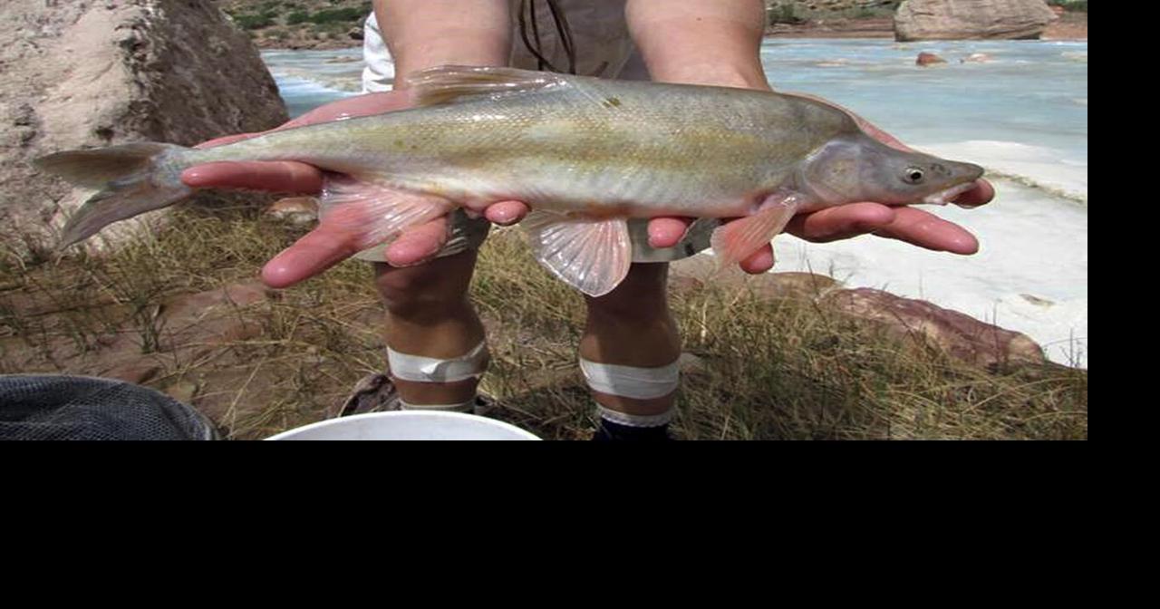 Chemical treatment to be deployed against invasive fish in Colorado River