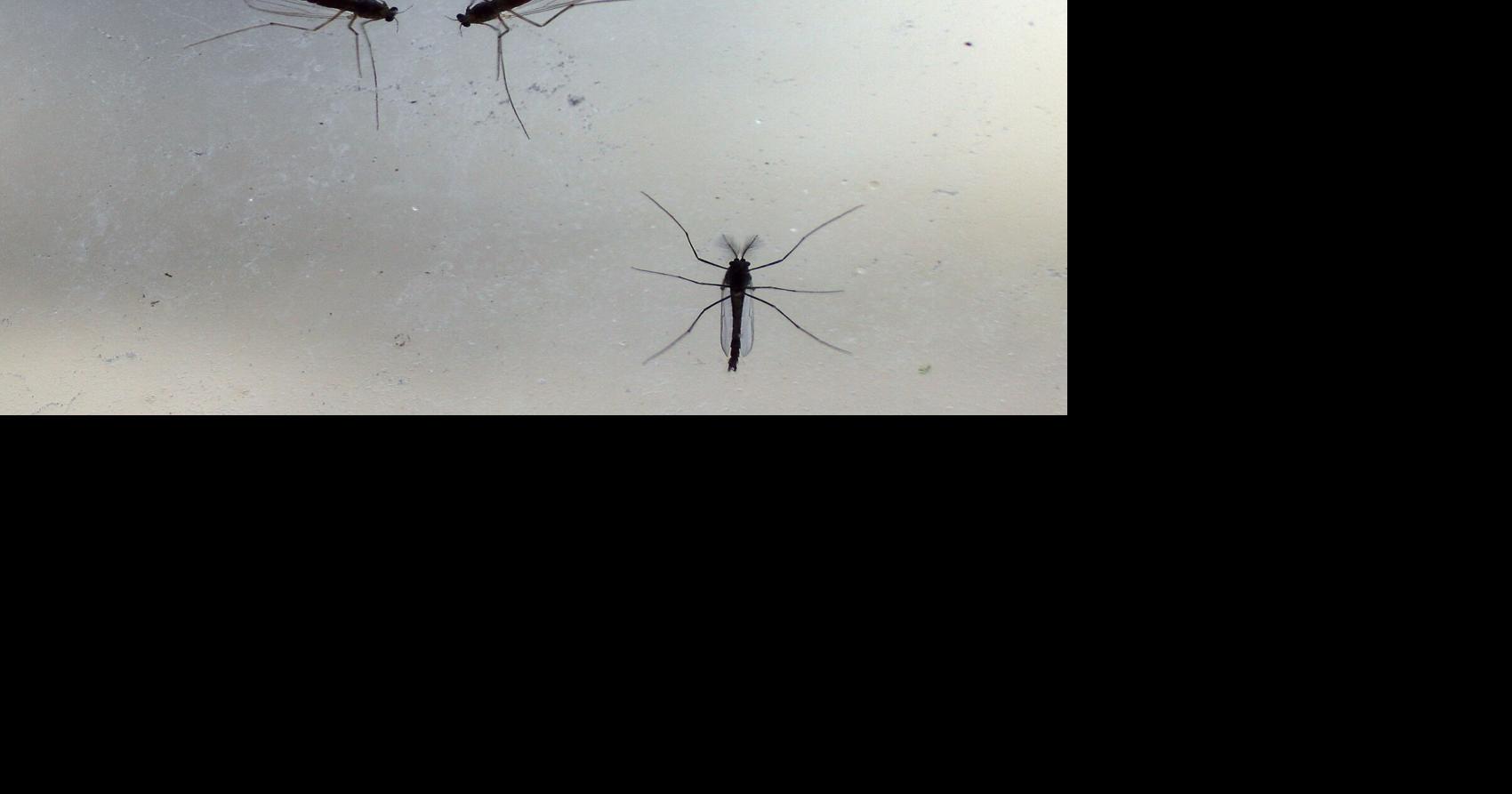 Why do swarms of midges come out every spring in Toronto?