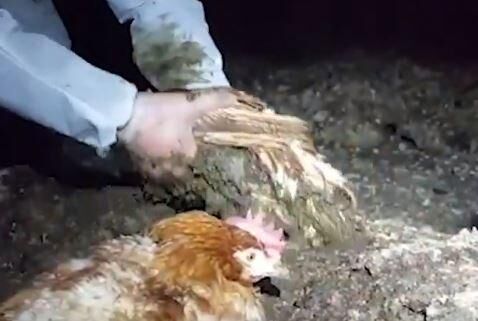 B.C. farms investigated after ‘horrific neglect’ of chickens allegedly ...