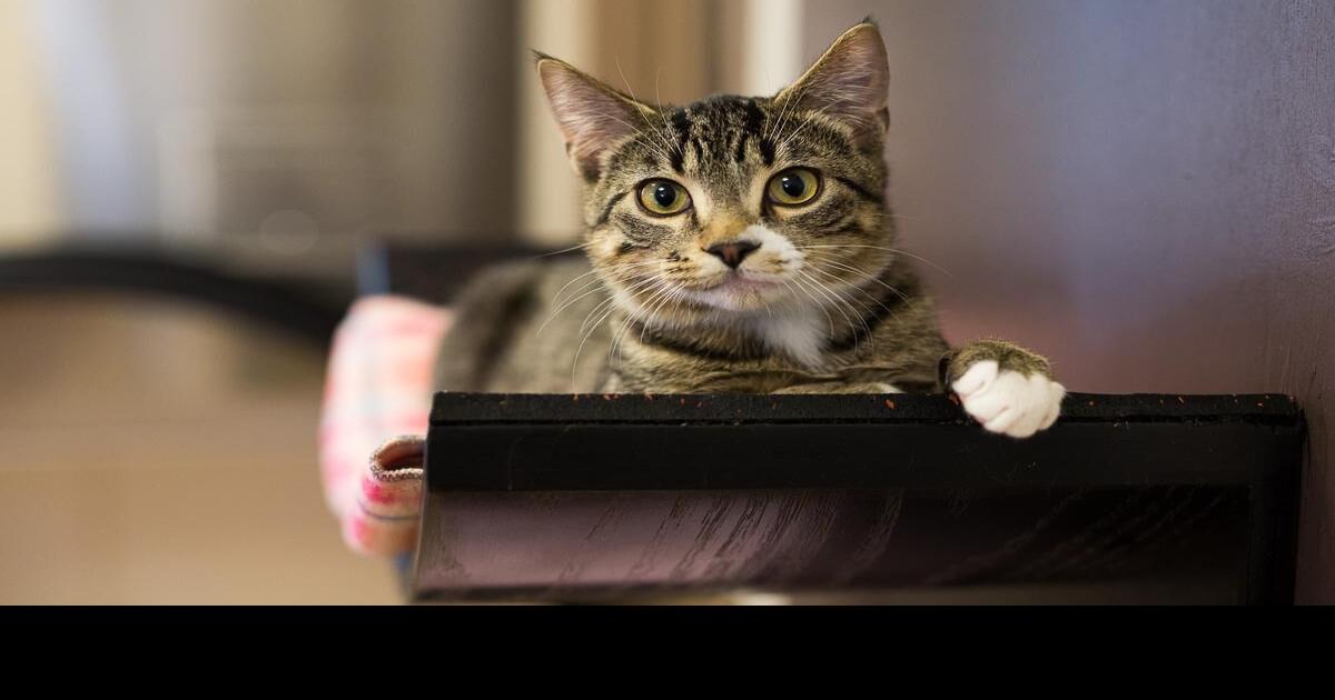 It’s free to adopt cats in Edmonton right meow, as Humane Society