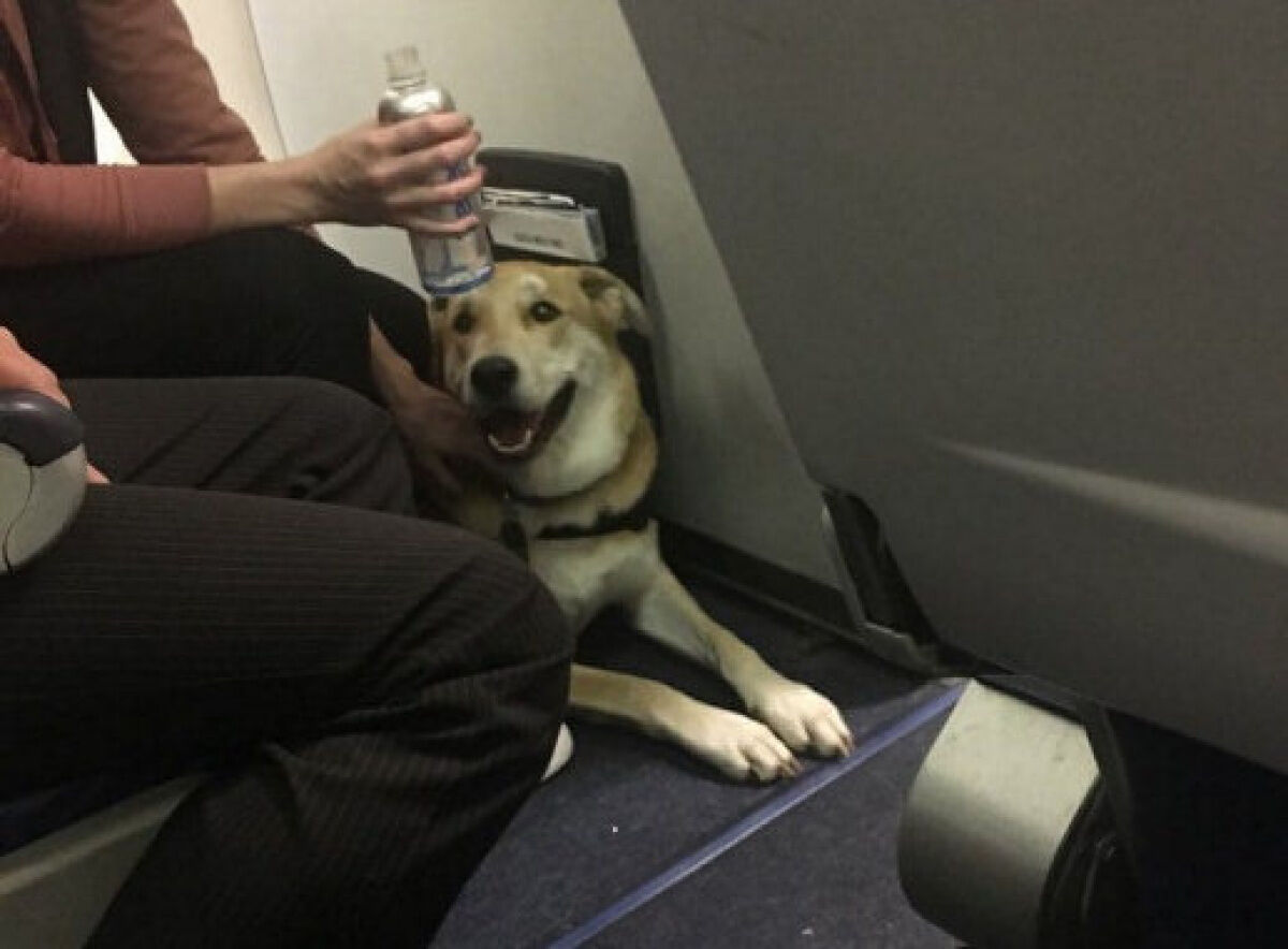 Emotional support store dog on plane