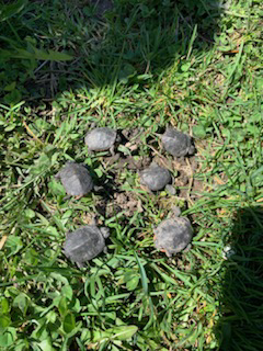 Going to High Park cherry blossoms? Don’t step on turtles