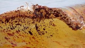 Marine life dramatically declined in Gulf of Mexico in years after BP oil spill, study finds