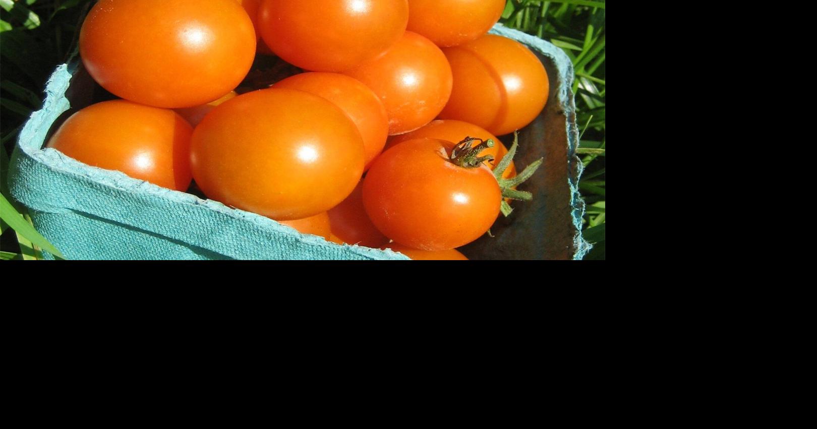 5 tomato superstars for a mouthwatering summer harvest