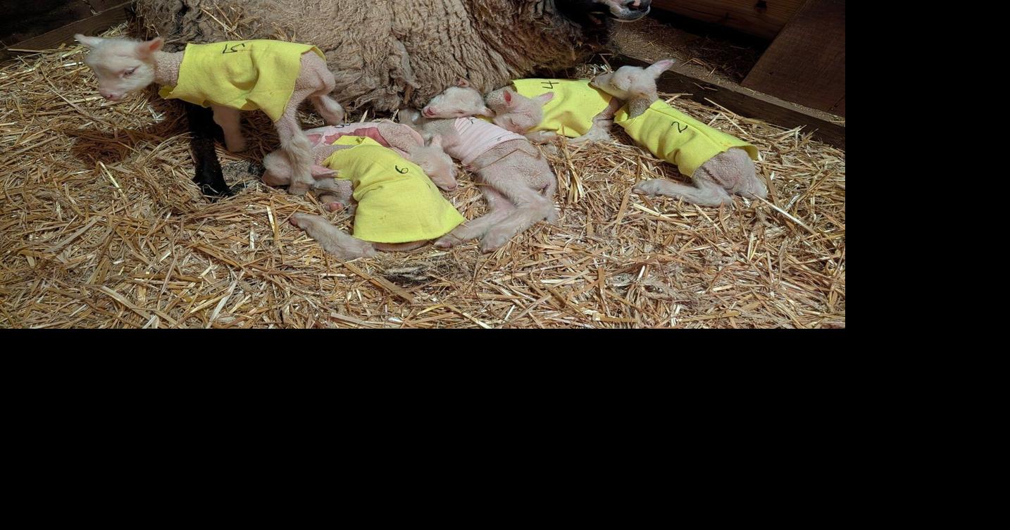 Farmers in Vermont expected a sheep to have twins. She ended up having rare sextuplets