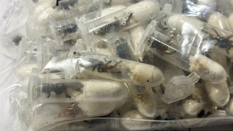 German customs officials show images of tarantulas hidden in spongecake boxes after smuggling bust