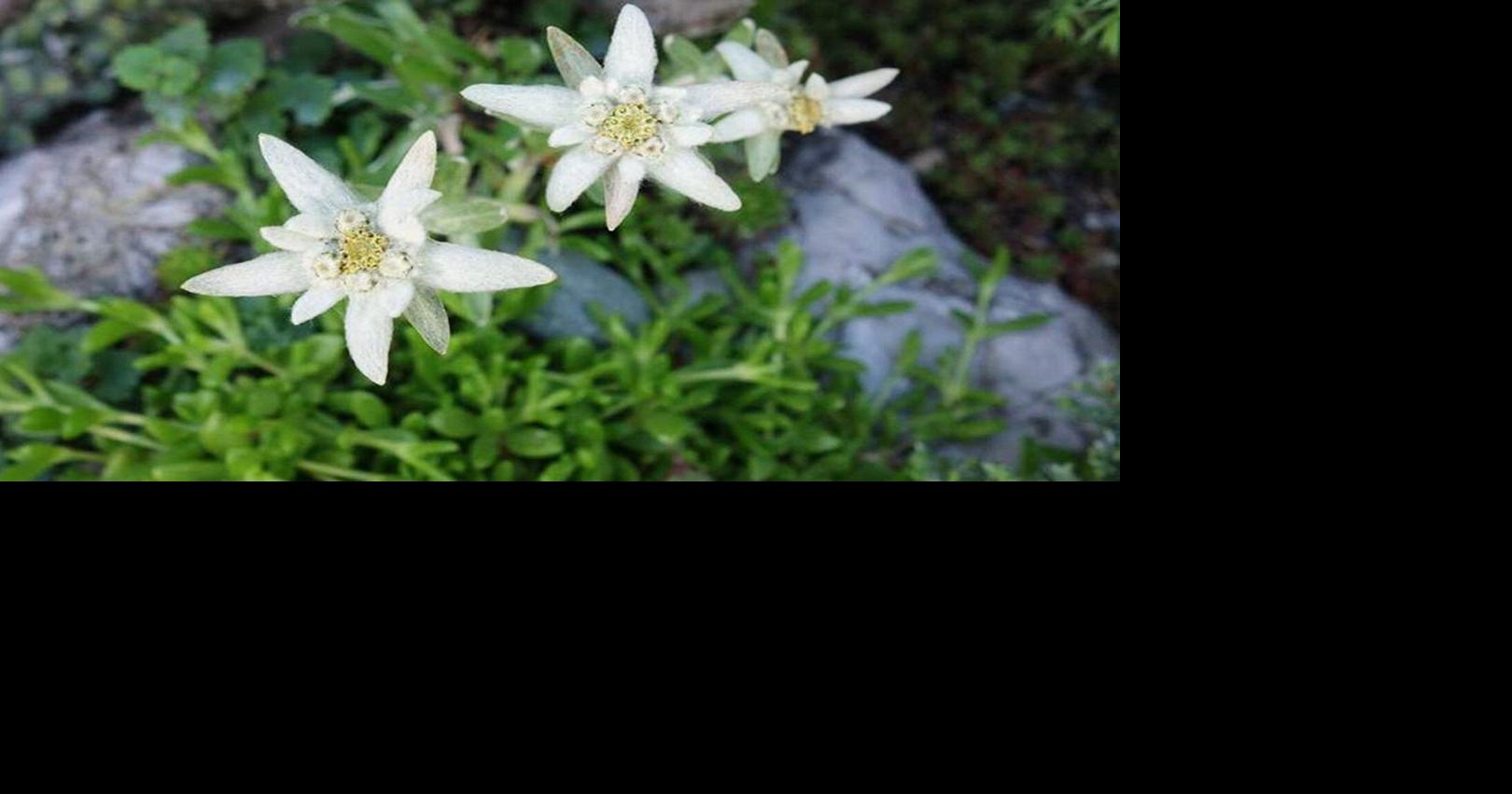 Blossom of snow: A starry symbol of the Alps makes an unusual addition to rock gardens