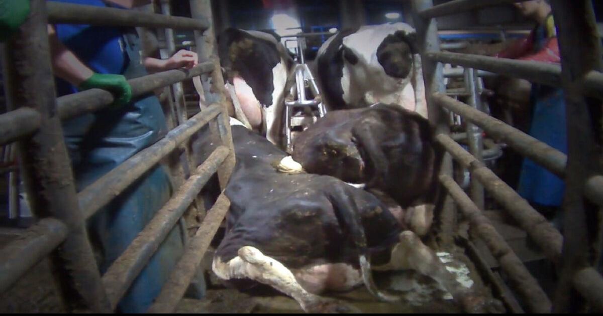 Saputo boycotts B.C. dairy farm where cattle were beaten
