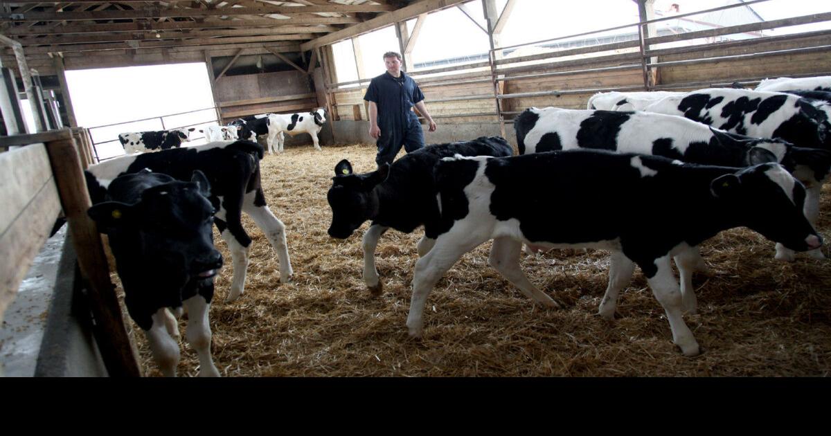 On the hunt for ethical veal Sourced