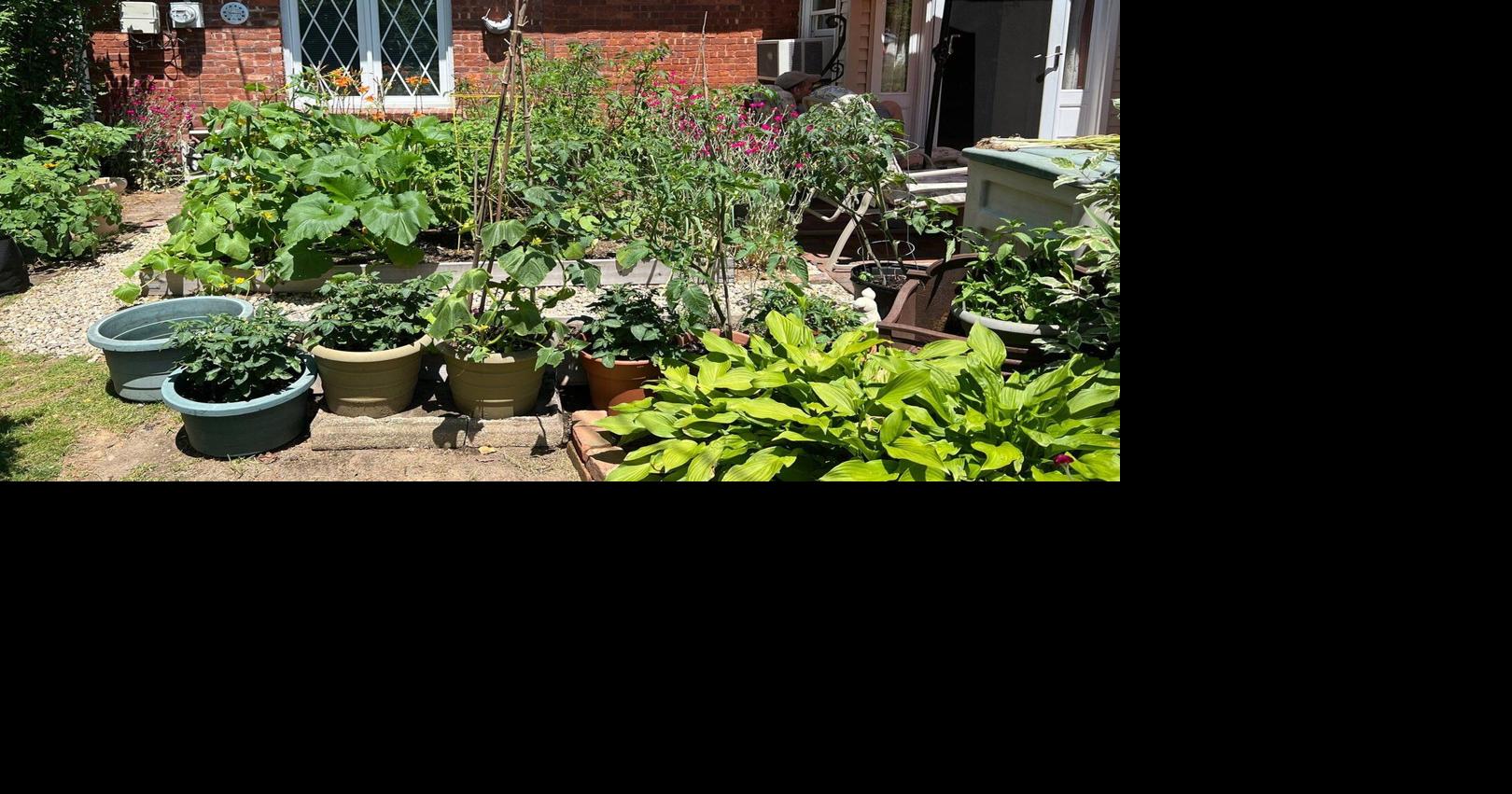 Nobody said vegetable gardens must be in the backyard. Put them out front if it's sunny