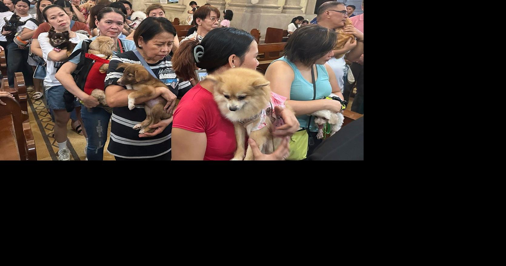 Wagging tails fill Malate Church as priests bless pets for St. Francis feast