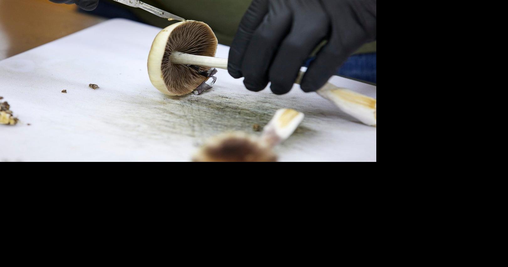 FDA plans ultra-fast review of three psychedelic drugs following Trump directive