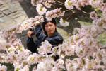Toronto's cherry blossoms will soon be blooming. Here's when and where you can catch them