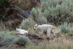 Status of 'iconic' mountain goats living near evacuated B.C. community is uncertain
