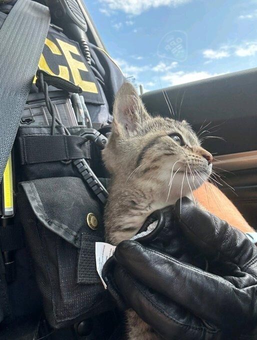 OPP officer finds kitten in a ditch by the highway in cuddly rescue caught on camera