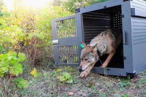 Isle Royale wolves inbred but likely to survive, study says