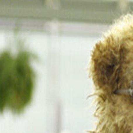 Buy Heatable Teddy Bear Online In India -  India