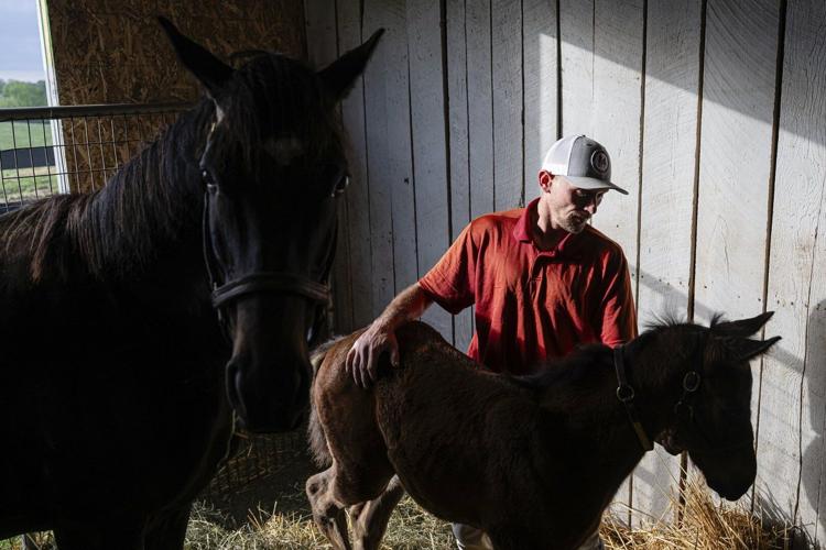 AP PHOTOS: Horses on a Kentucky farm help men build sober lives, gain work and reunite families