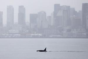 Orcas never seen before in Seattle delight whale watchers with a visit