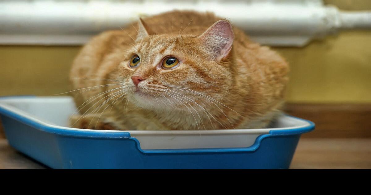 Inventor of cat litter hit pay dirt