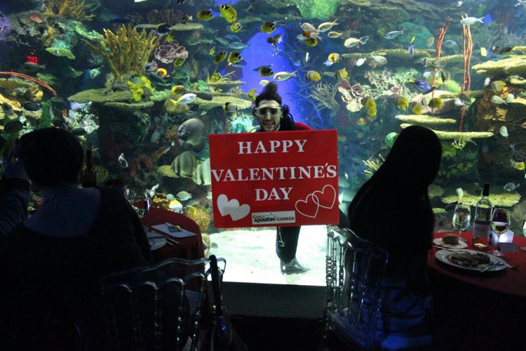 Love is in the water this Valentine's Day at Ripley's Aquarium