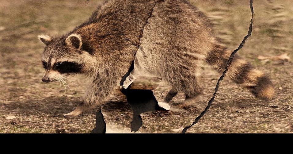 Why can’t Toronto pick up dead raccoons