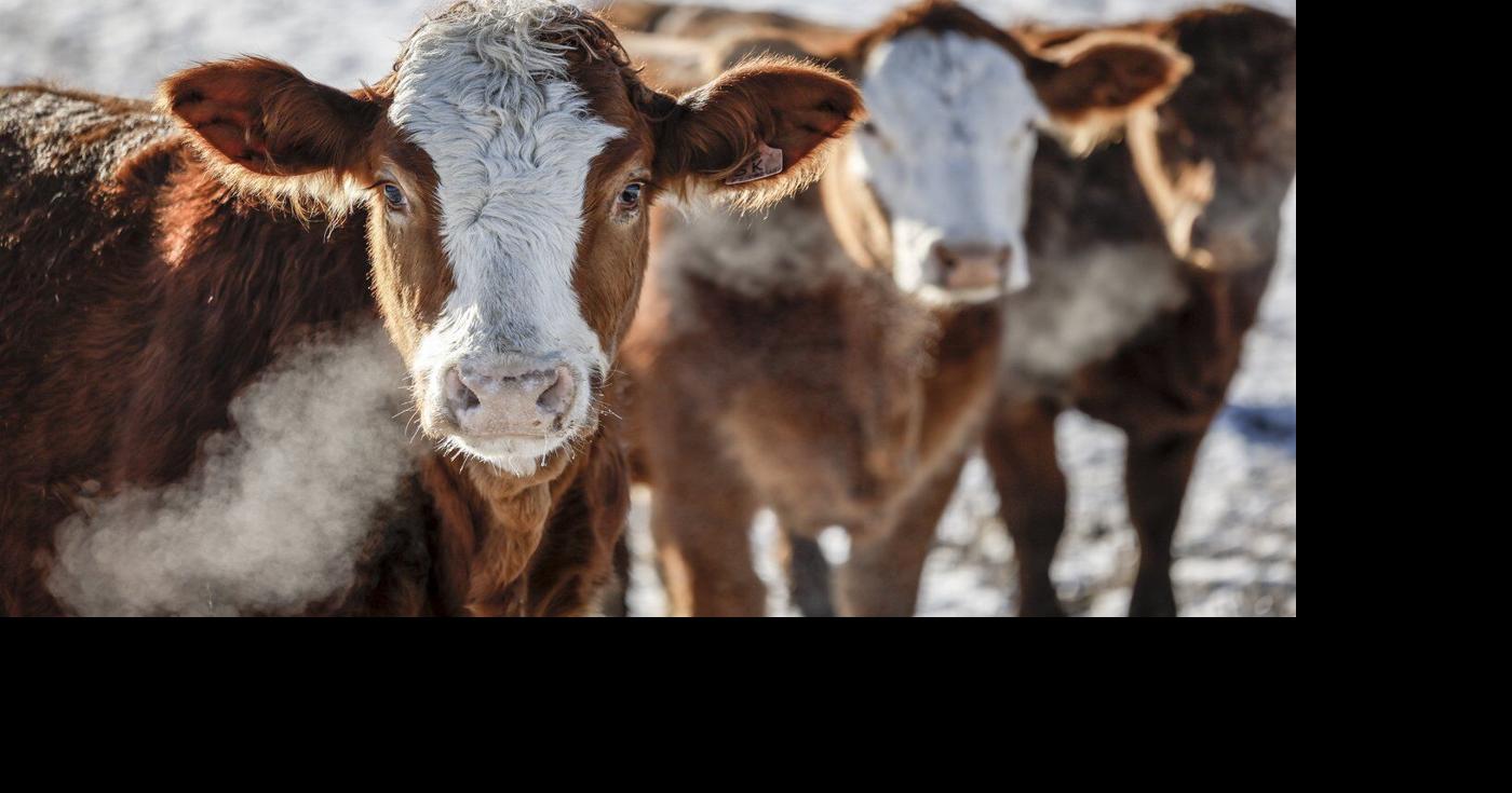 Cattle associations have beef with potential Mercosur trade deal