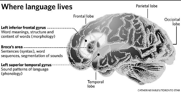 The brain: How children learn language